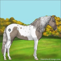 Horse Color:Silver Grullo Tobiano 
