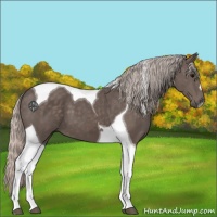 Horse Color:Silver Black Tobiano 