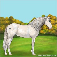 Horse Color:White Spotted Perlino