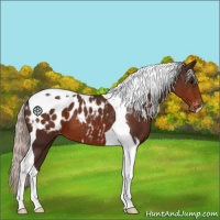 Horse Color:Silver Brown Tobiano Blanket 