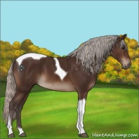 Horse Color:Silver Brown Tobiano 