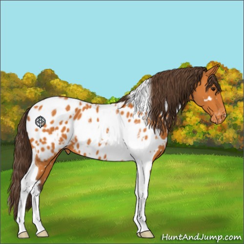 Horse Color:White Spotted Buckskin Tobiano Appaloosa 