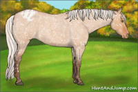 Horse Color:Silver Bay Roan Dun Snowflake Varnish Rabicano 