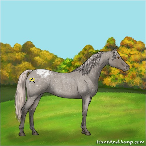 Horse Color:Silver Grullo Roan Appaloosa Rabicano 