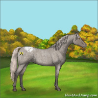 Horse Color:Silver Grullo Roan Appaloosa Rabicano 