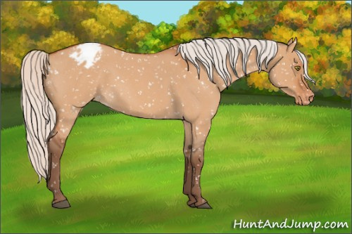Horse Color:Silver Bay Roan Dun Snowflake Varnish Rabicano