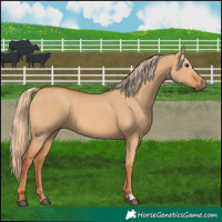 Horse Color:Red Dun 