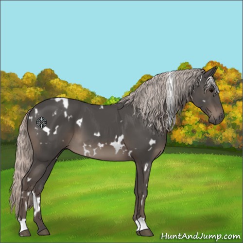 Horse Color:White Spotted Silver Black 