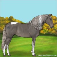 Horse Color:Silver Black Tobiano