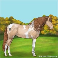 Horse Color:White Spotted Buckskin Pearl Tobiano 