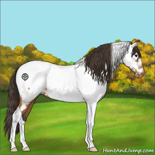 Horse Color:Buckskin Tobiano Near Fewspot