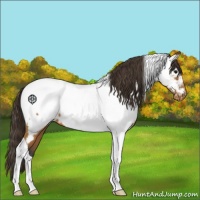 Horse Color:Buckskin Tobiano Near Fewspot 