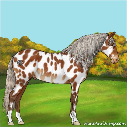 Horse Color:Silver Buckskin Appaloosa Rabicano 