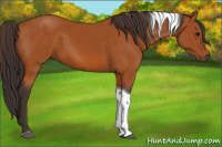 Horse Color:Buckskin Tobiano 