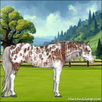 Horse Color:Brown Sabino Splash Appaloosa and Silver Brown Sabino Splash Appaloosa