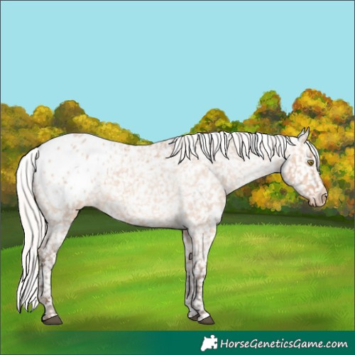 Horse Color:Silver Bay Roan Dun Appaloosa Rabicano 