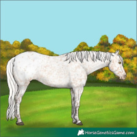 Horse Color:Silver Bay Roan Dun Appaloosa Rabicano 