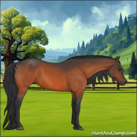 Horse Color:Bay 