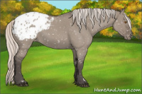 Horse Color:Silver Grullo Roan Appaloosa Rabicano 