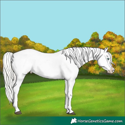 Horse Color:White Spotted Silver Bay Roan Pearl Dun Mushroom Appaloosa Rabicano 