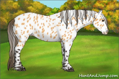 Horse Color:Buckskin Appaloosa