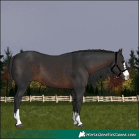 Horse Color:Brown 