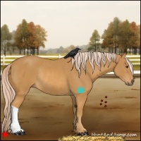 Horse Color:Palomino Rabicano 