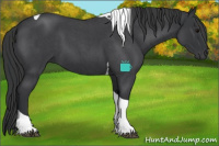 Horse Color:Blue Roan Tobiano