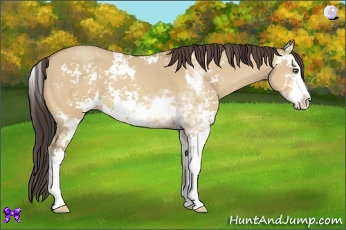 Horse Color:Amber Champagne Dun Sabino