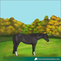 Horse Color:Smoky Black