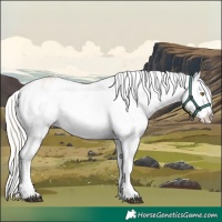 Horse Color:Silver Bay Roan Dun Appaloosa Rabicano 