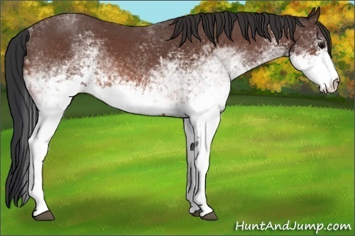Horse Color:White Spotted Bay Roan 