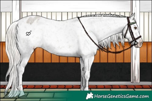 Horse Color:Silver Grullo Roan Appaloosa Rabicano 