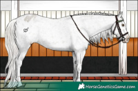 Horse Color:Silver Grullo Roan Appaloosa Rabicano 