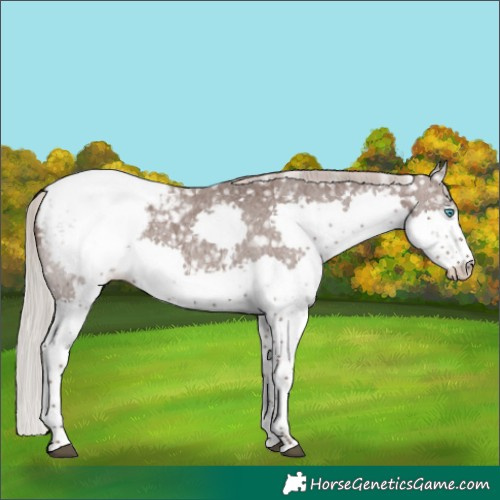 Horse Color:Silver Blue Roan Sabino Splash Appaloosa Rabicano 