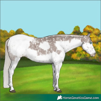 Horse Color:Silver Blue Roan Sabino Splash Snowcap Rabicano 