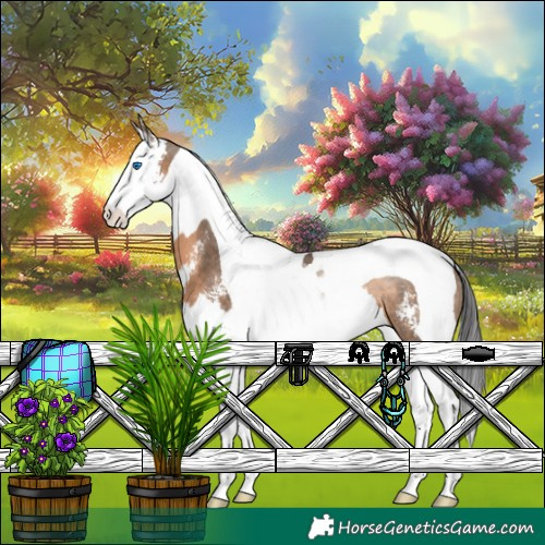 Horse Color:Brown Dun Sabino Splash Tobiano Rabicano 
