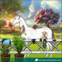 Horse Color:Brown Dun Sabino Splash Tobiano Rabicano 