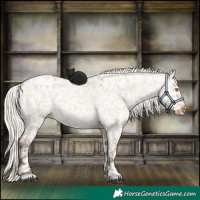 Horse Color:Silver Bay Roan Dun Appaloosa Rabicano 
