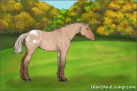 Horse Color:Silver Bay Roan Dun Appaloosa Rabicano