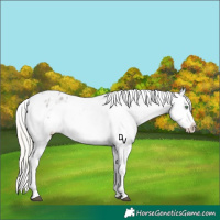 Horse Color:Silver Grullo Roan Appaloosa Rabicano 