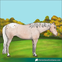 Horse Color:Silver Bay Appaloosa 