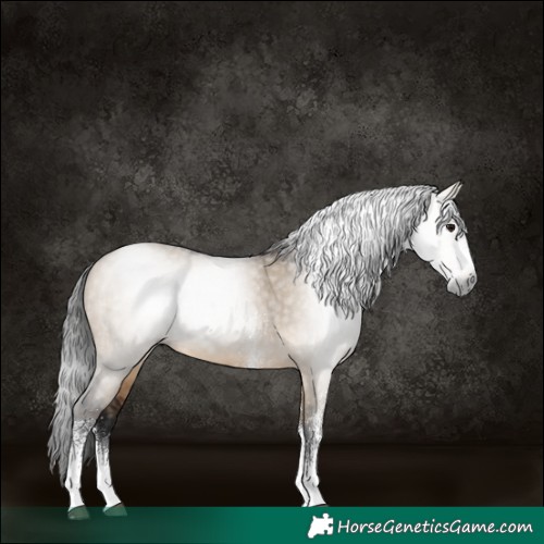 Horse Color:Gray White Spotted Brown Dun Rabicano