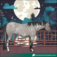 Horse Color:White Spotted Grullo Roan 