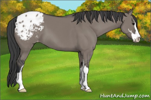 Horse Color:Grullo Sabino Appaloosa 