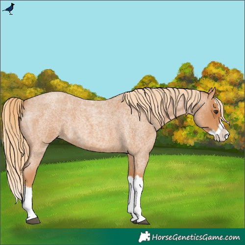 Horse Color:Red Roan Splash