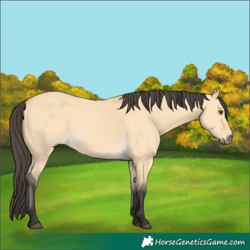 Horse Color:Buckskin Dun