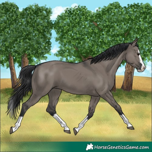 Horse Color:Grullo Splash 