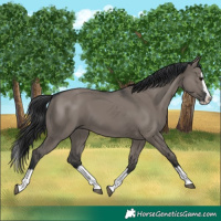 Horse Color:Grullo Splash