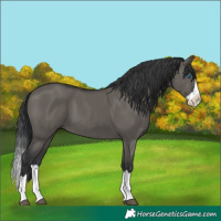 Horse Color:Grullo Splash 